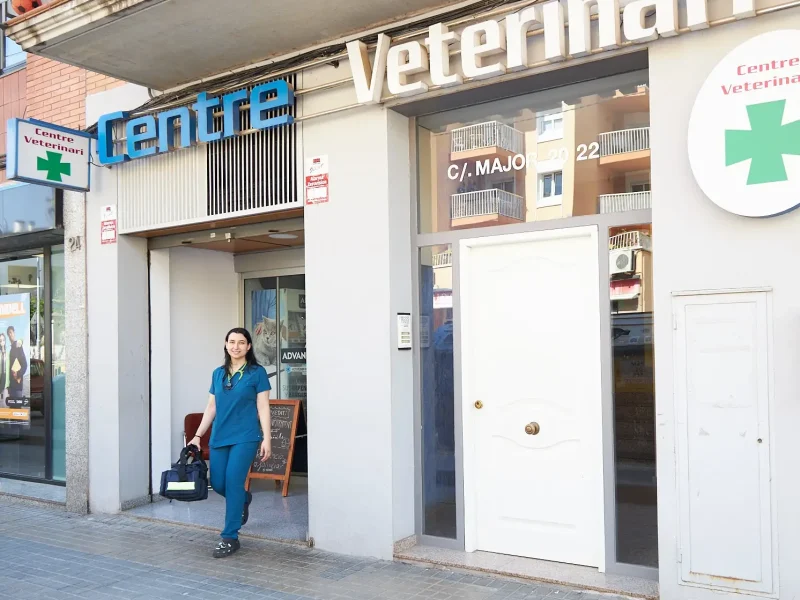 knino-veterinari-cervello33