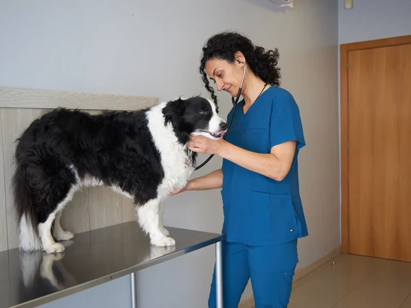 knino-veterinari-cervello58