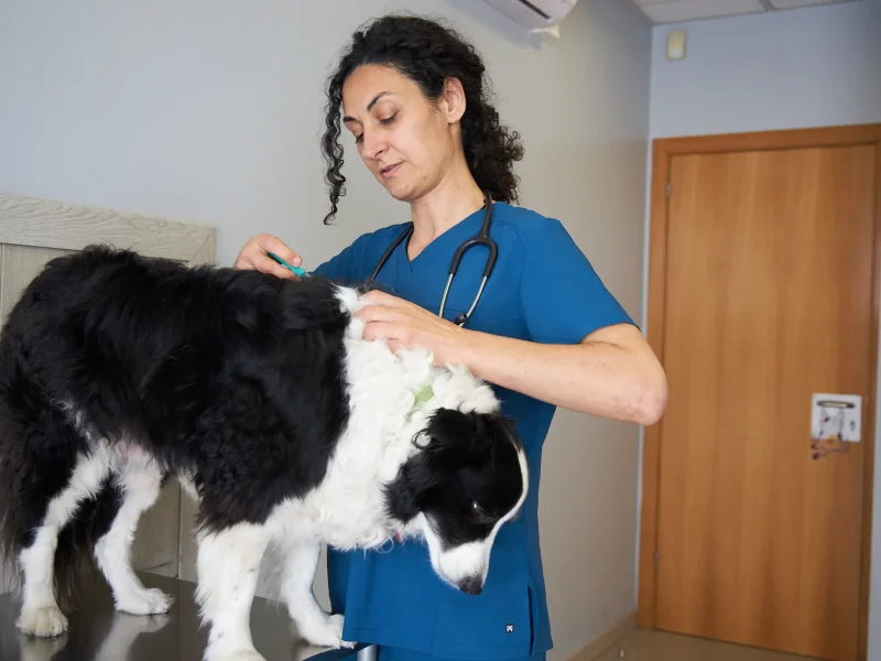 knino-veterinari-cervello67