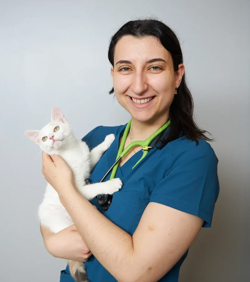 knino-veterinari-cervello70