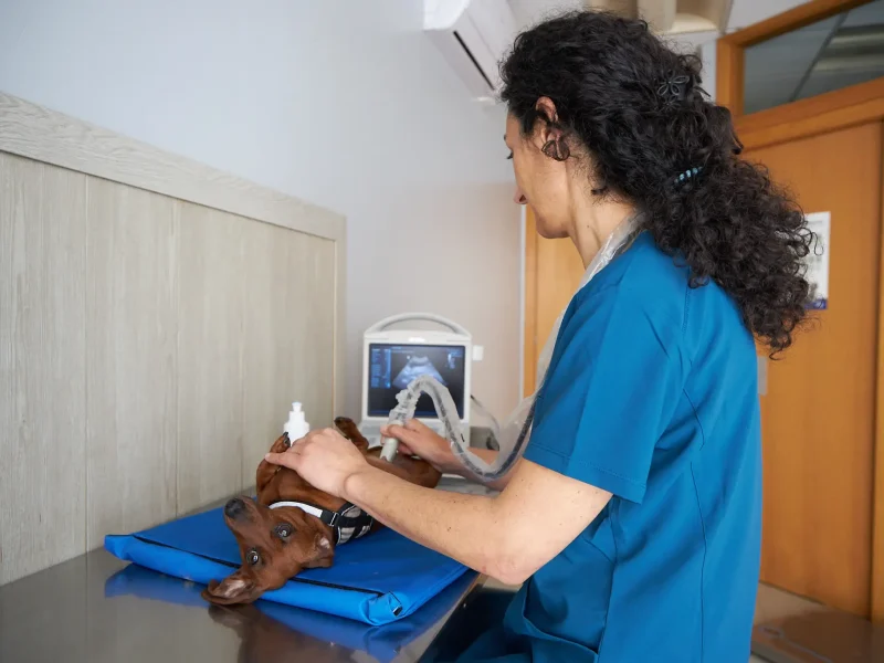 knino-veterinari-cervello85
