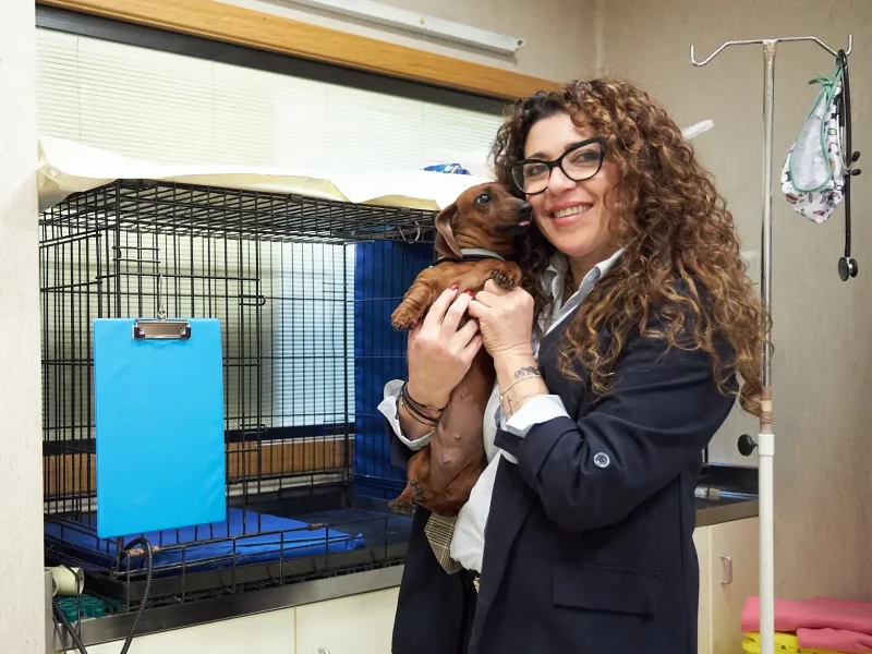 knino-veterinari-cervello93