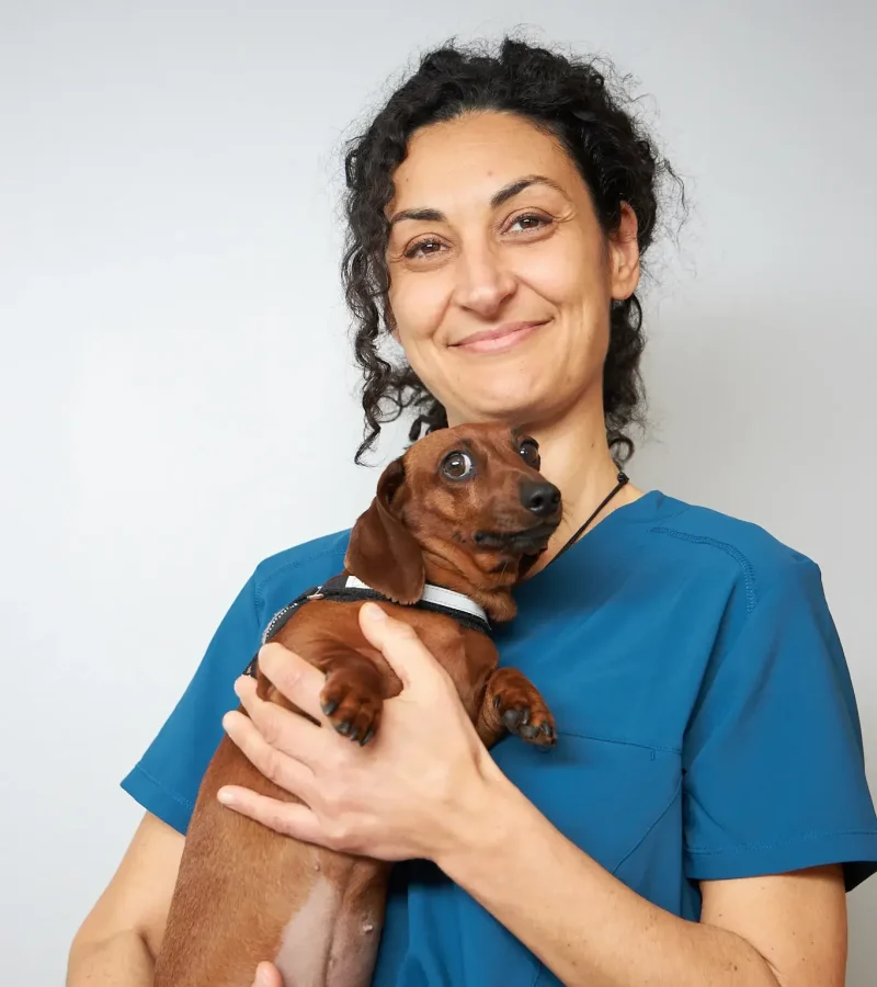 knino-veterinari-cervello94